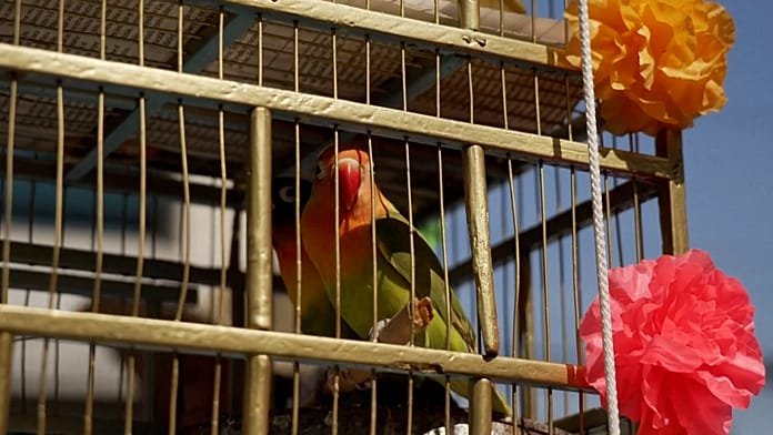 Así mantienen en Ciudad de México la tradicional venta de pájaros del Domingo de Ramos