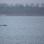 No hay rastro de Timmy: ¿Ha vuelto la ballena al océano?