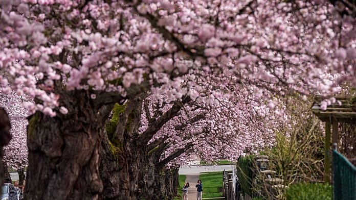 Los cerezos en flor anuncian la primavera en Múnich y el norte de Italia