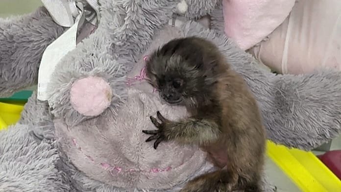 Colombia, un bebé de mono tití gris recibe una 'madre' de peluche antes de volver a la selva