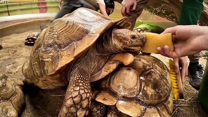Hungría, el zoo de Nyíregyháza dedica un día de bienestar a tortugas amenazadas