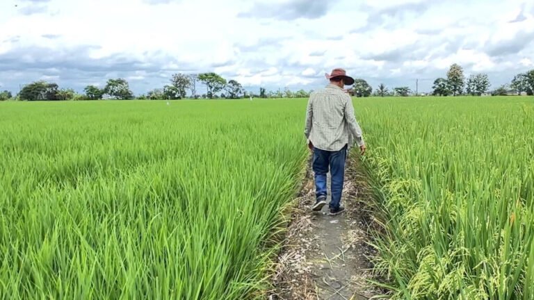 Vivir del arroz en tiempos de guerra comercial: una historia desde el corazón de Daule en Ecuador