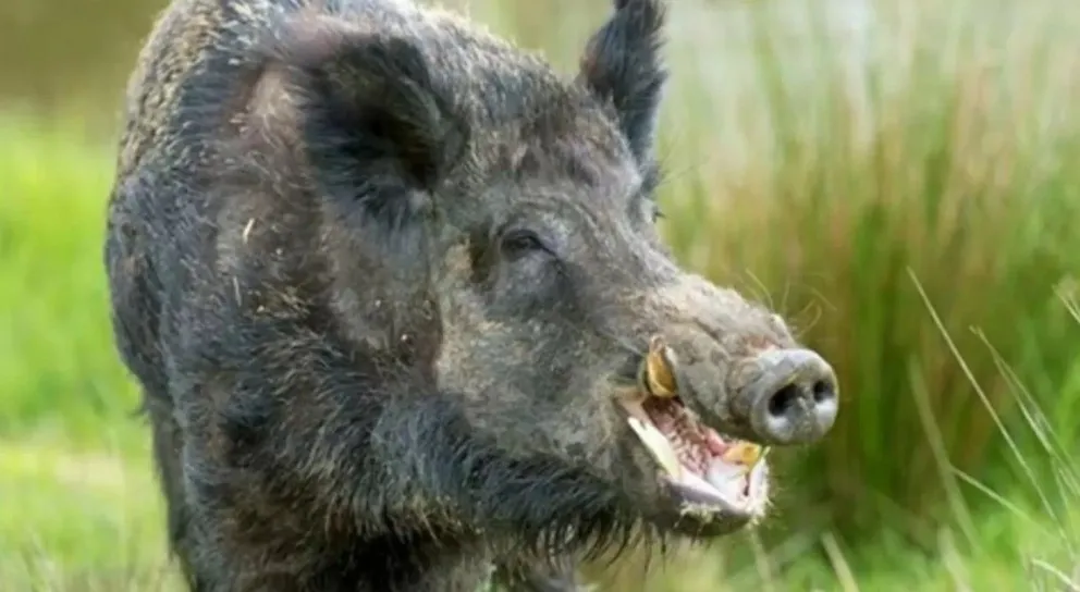 Los jabalíes invaden Santa Cruz y crece la preocupación