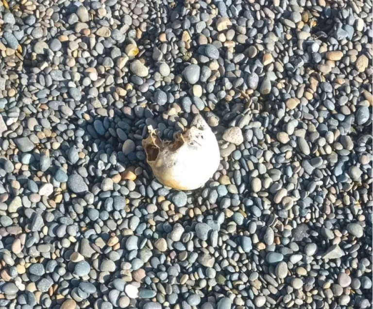 Encontraron un cráneo humano en la costanera de Comodoro