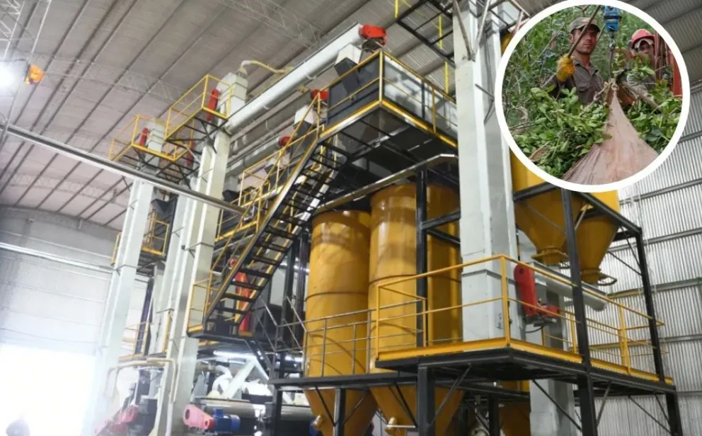 Venta de yerba mate cae 9% en febrero y marca el peor mes del lustro