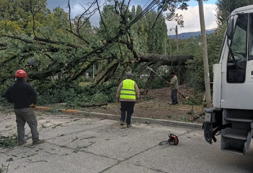 El Bolsón: operativo interinstitucional por la caída de un árbol en la vía pública