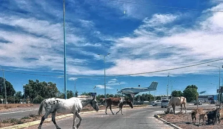 Caballos sueltos: el Municipio busca operativizar con la Policía la cuadrilla de control en la vía pública
