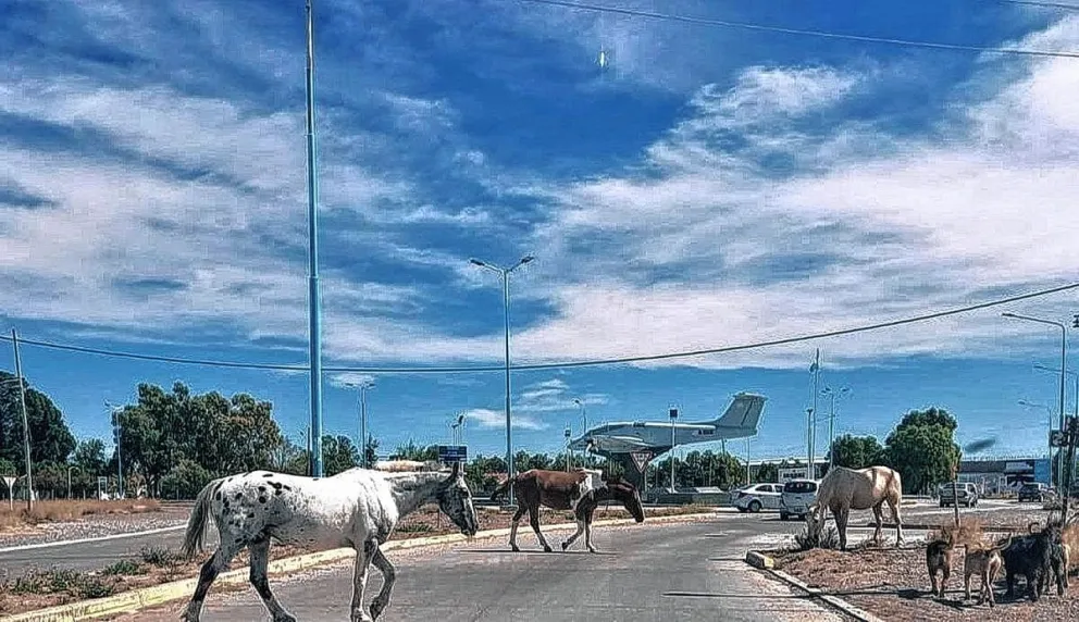 Caballos sueltos: el Municipio busca operativizar con la Policía la cuadrilla de control en la vía pública