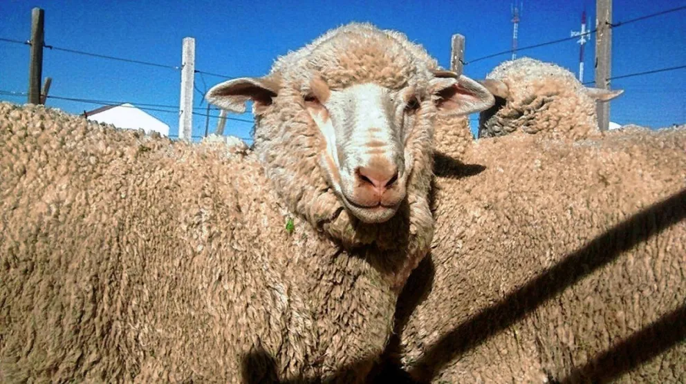 Invitan a participar de la Exposición Agrícola, Ganadera y Carnero a Campo en Sarmiento