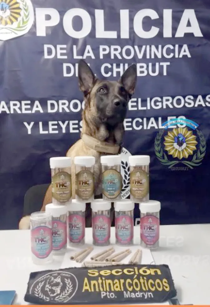 Madryn: "Tusy" detectó una encomienda con 100 cigarrillos de marihuana