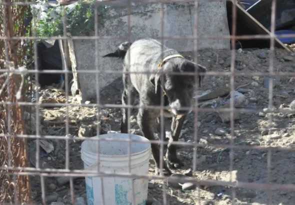 Piden ayuda para las mascotas de Félix, el vecino que cuidaba más de 30 animales