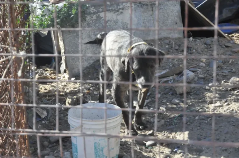 Piden ayuda para las mascotas de Félix, el vecino que cuidaba más de 30 animales