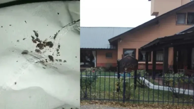 Clausura del hogar de ancianos en Trevelin: ”Las chinches caminaban en las camas y en las paredes”