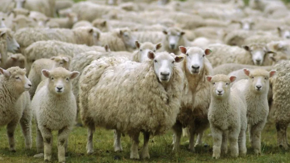 Provincia convoca a productores ganaderos a completar la Encuesta Anual 2025