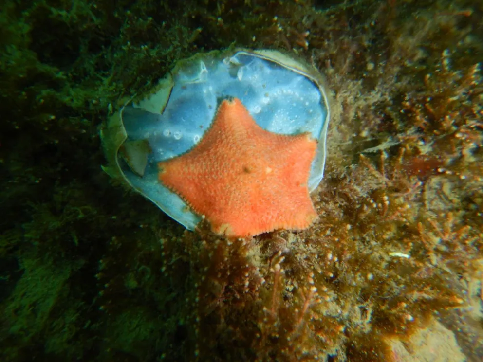 Descubren estrella de mar que incuba crías en su estómago