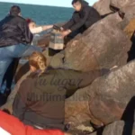 Hallazgo estremecedor en la costa de Chubut: encontraron un cráneo humano en Playa Unión