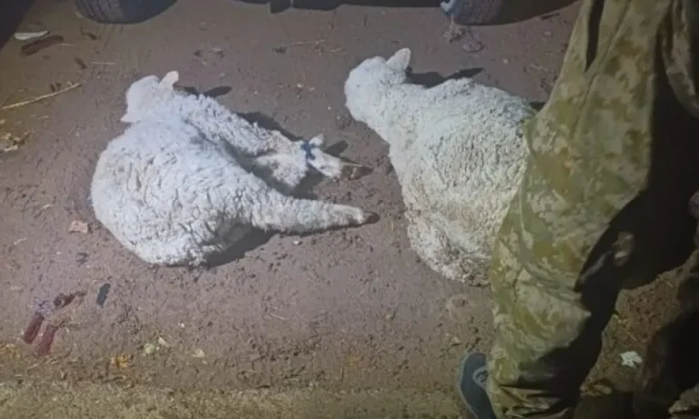 Dos detenidos en Gaiman por transporte ilegal de animales