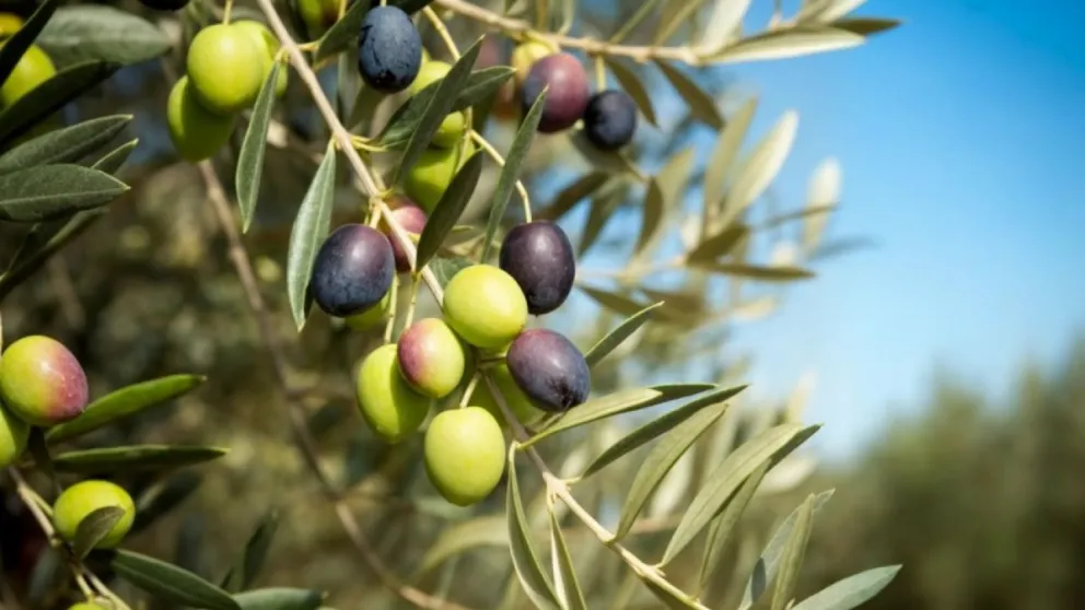 Provincia realiza una serie de talleres sobre el cultivo del olivo y sus beneficios para la salud