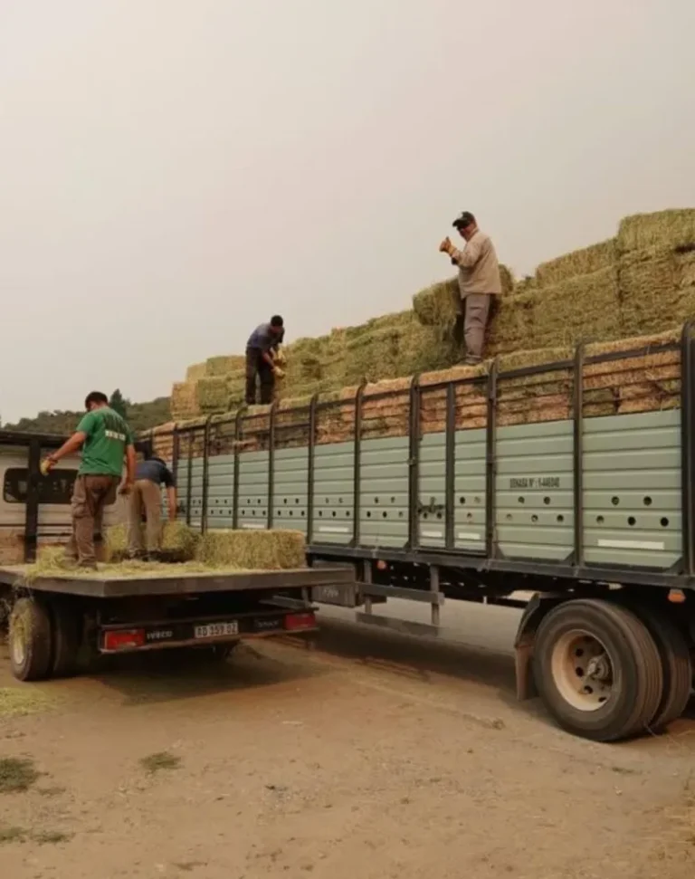Cholila: entregan fardos de alfalfa para fortalecer la ganadería tras los incendios