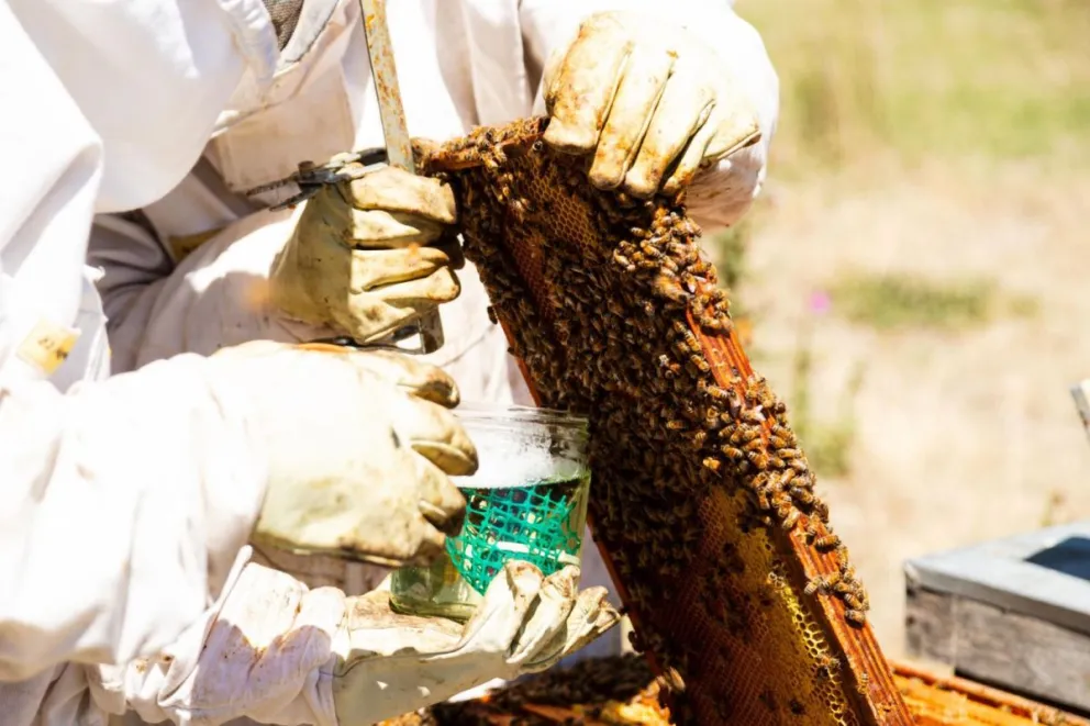 BioVar: el bioproducto de la UNPSJB que promete salvar a las abejas
