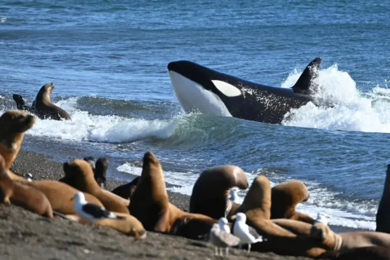 Comenzó la Temporada de Orcas en Chubut