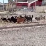 Preocupación en barrio San Cayetano por la presencia de una jauría de perros sueltos