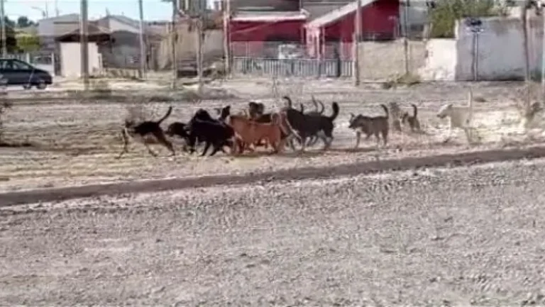 Preocupación en barrio San Cayetano por la presencia de una jauría de perros sueltos