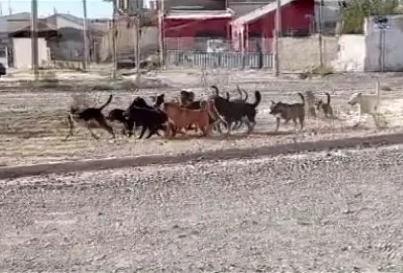 Preocupación en barrio San Cayetano por la presencia de una jauría de perros sueltos
