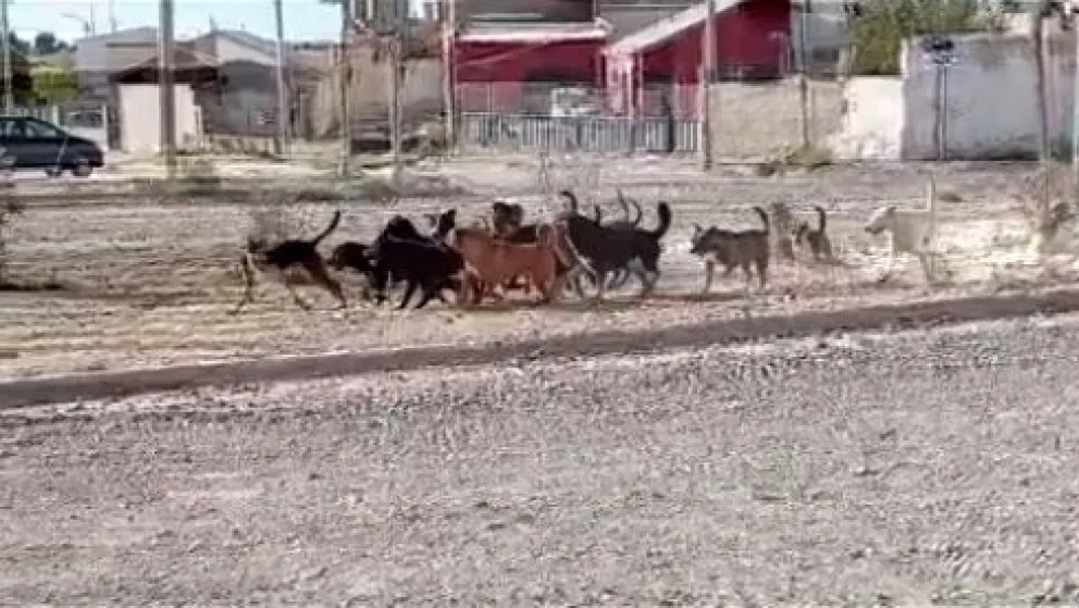 Preocupación en barrio San Cayetano por la presencia de una jauría de perros sueltos
