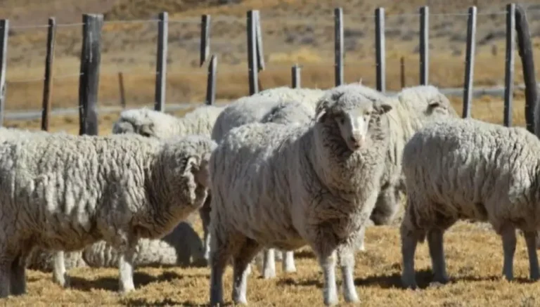 Chubut invertirá 1.000 millones de pesos para fortalecer el sector ovino