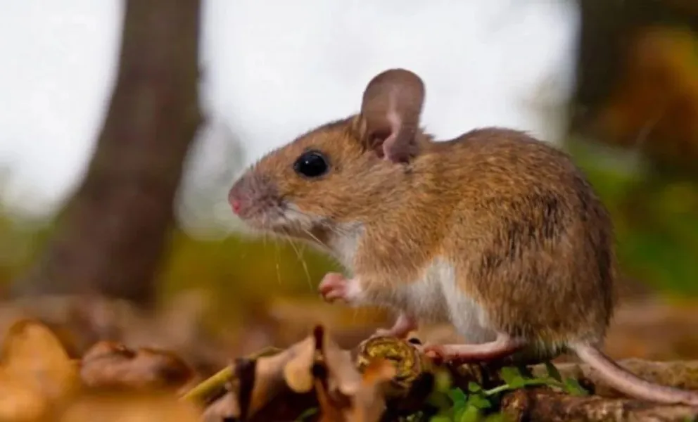 Confirmaron un nuevo caso de hantavirus en Chubut