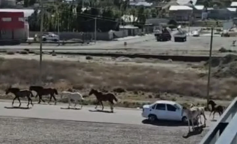 Un automovilista embistió un potrillo en ruta 26
