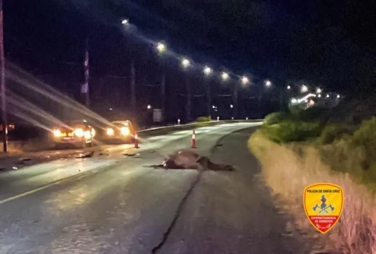 Chocó contra un caballo en la Ruta 40: el animal murió y no hubo heridos