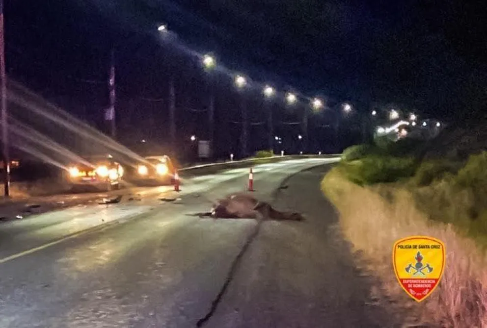 Chocó contra un caballo en la Ruta 40: el animal murió y no hubo heridos
