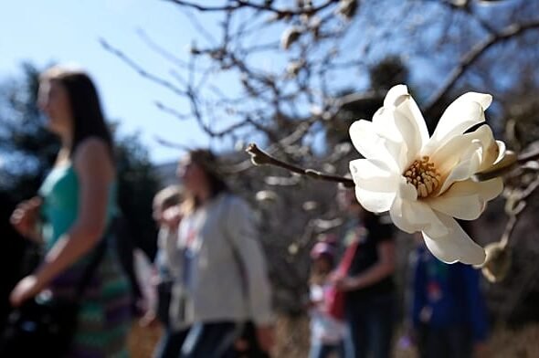 Cientos en Londres acuden a oler la rara 'flor cadáver'
