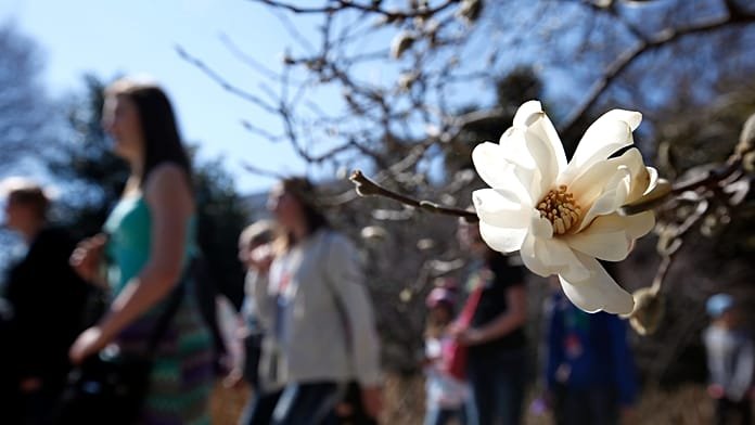 Cientos en Londres acuden a oler la rara 'flor cadáver'