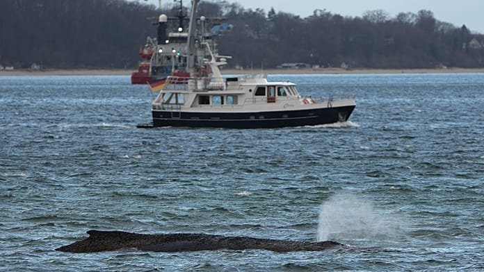 La ballena Timmy está en apuros: ¿han tomado los políticos y los expertos las decisiones correctas?