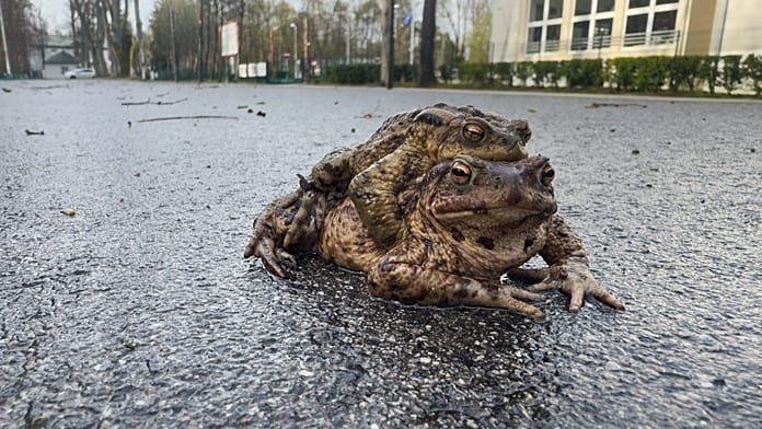 Polonia, la "Patrulla Rana" salva a miles de anfibios durante la migración