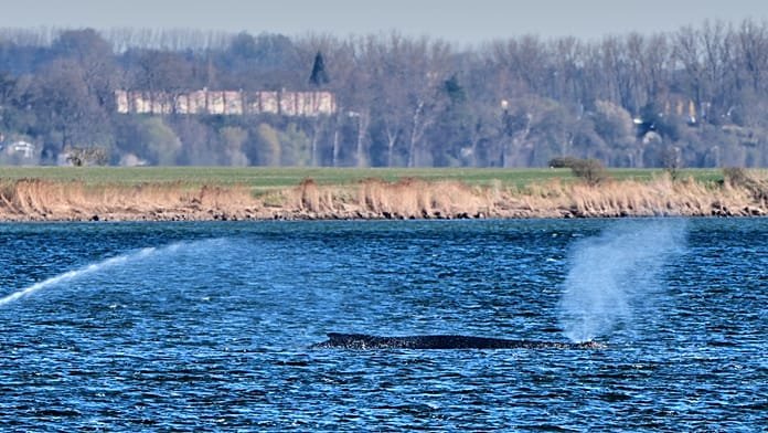 Alemania, en vilo por la ballena Timmy que no se va: 14 días varada y todo un país pendiente
