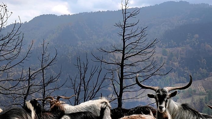 Grecia activa el mecanismo europeo de protección civil por un brote de fiebre aftosa en Lesbos