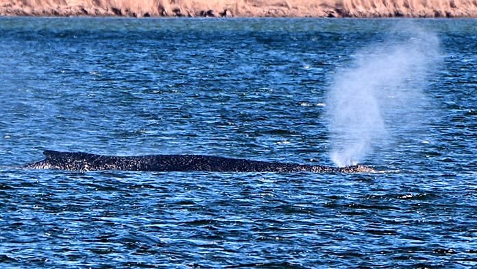 Ballena jorobada Timmy sigue varada en aguas poco profundas en el norte de Alemania