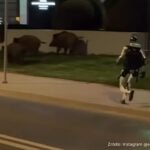 Edward Warchocki, el robot 'influencer' que ahuyenta jabalíes en Varsovia