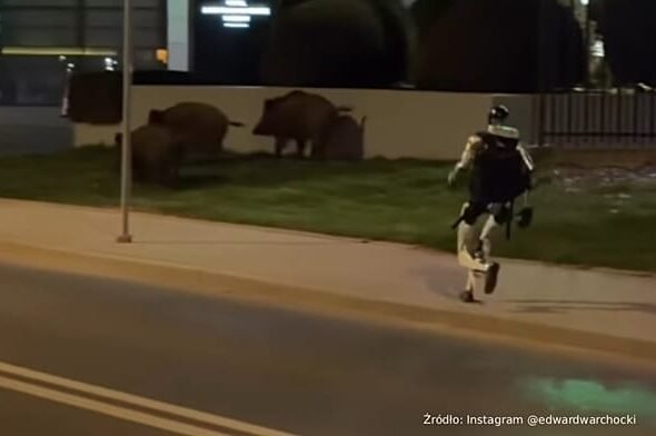 Edward Warchocki, el robot 'influencer' que ahuyenta jabalíes en Varsovia