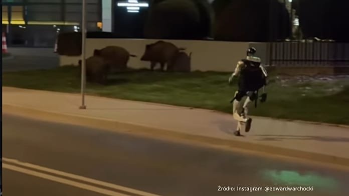 Edward Warchocki, el robot 'influencer' que ahuyenta jabalíes en Varsovia