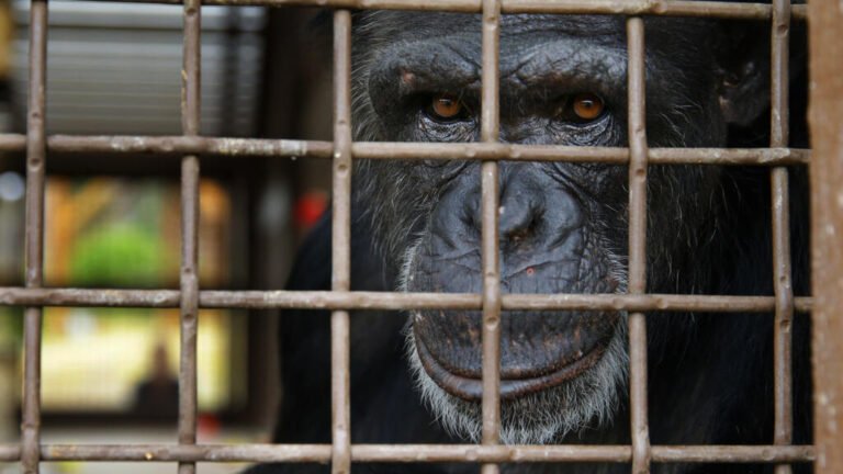 ¿Guerra entre chimpancés? Lo que está pasando en Uganda sorprende a los científicos