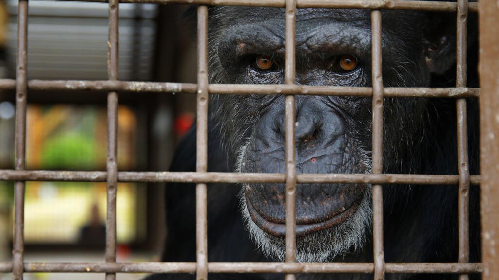 ¿Guerra entre chimpancés? Lo que está pasando en Uganda sorprende a los científicos