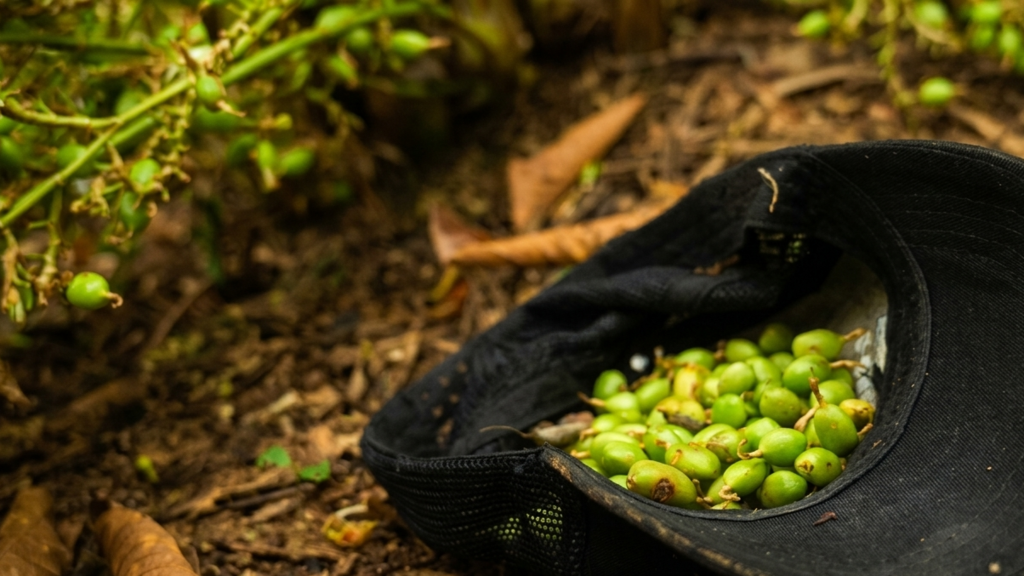 ¿Por qué la guerra entre Irán y EE. UU. golpea al cardamomo de Guatemala?