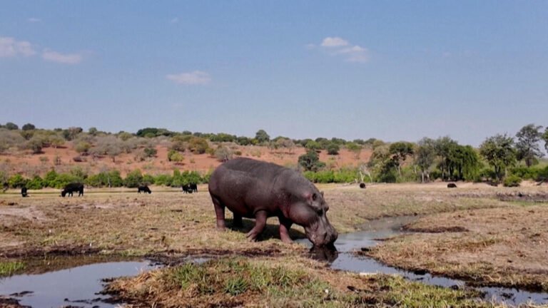 ¿Por qué Colombia aplicará la eutanasia a hipopótamos?