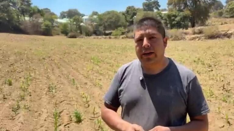México: agricultores defienden el maíz nativo frente a los transgénicos
