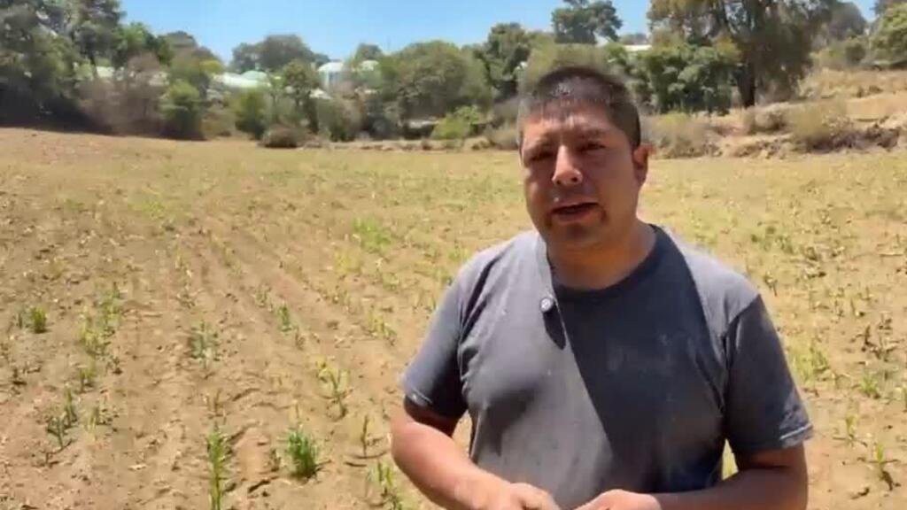 México: agricultores defienden el maíz nativo frente a los transgénicos